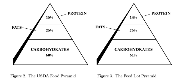 food pyramid 2011. The food pyramid has changed,